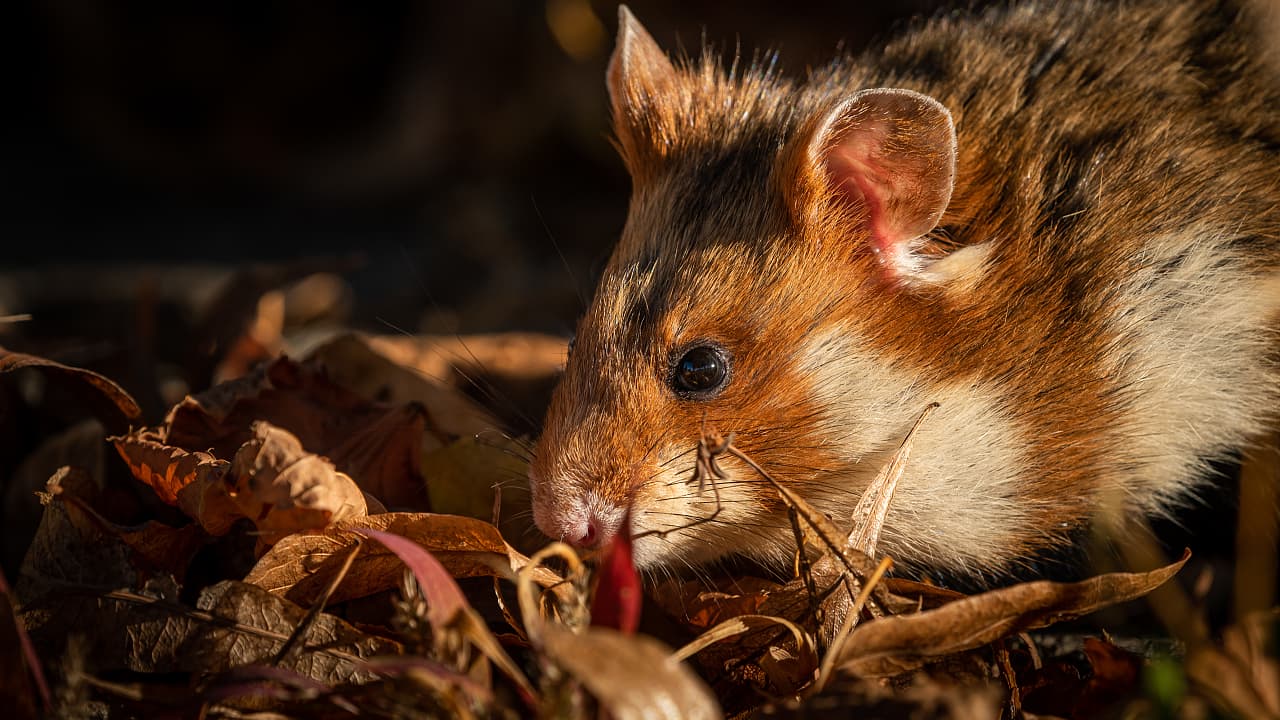 Raffinierte Rettungsaktion: Hochzeitsnacht für Feldhamster – »Wir simulieren Frühling«