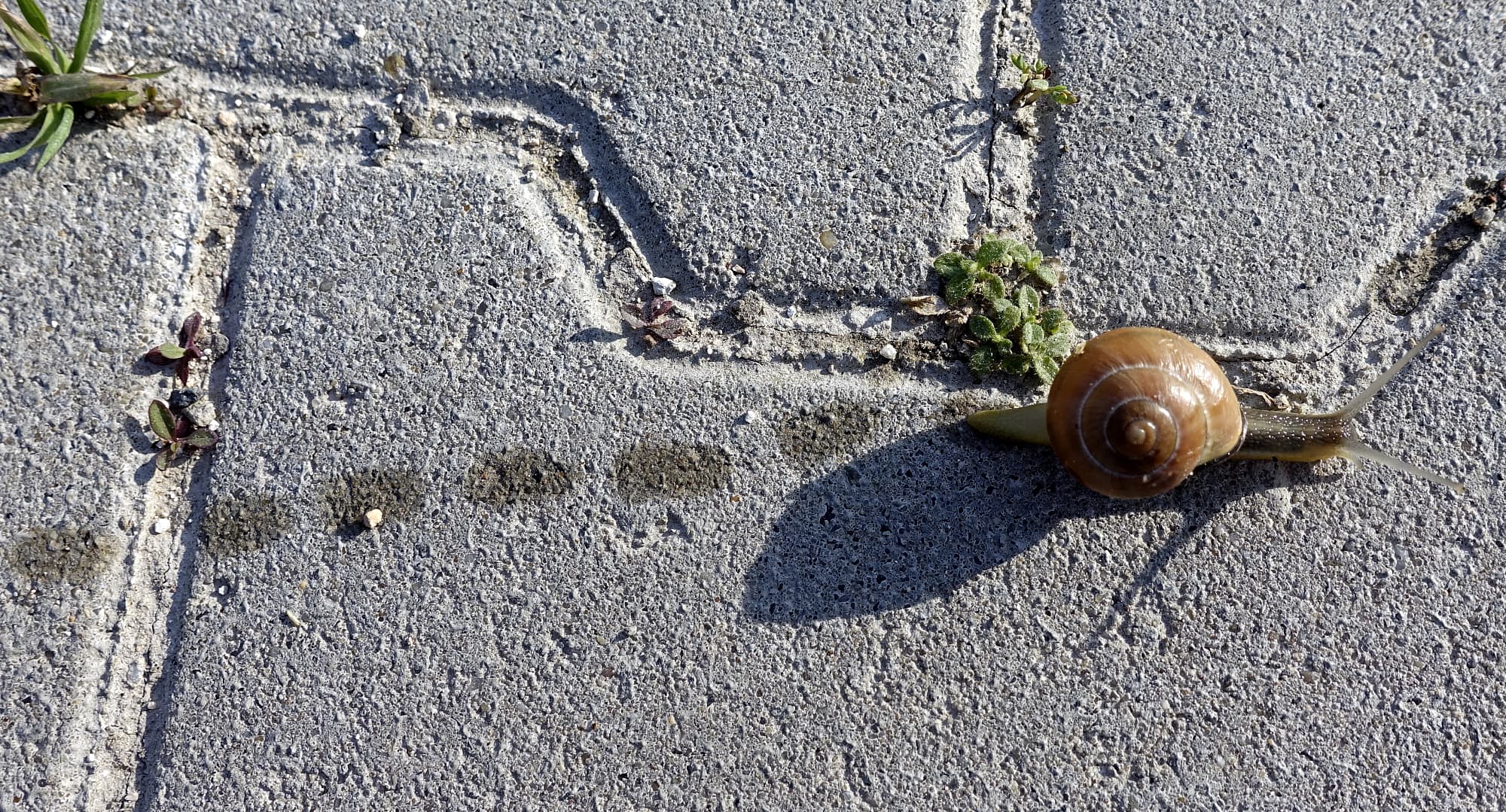 Eine Schnecke kriecht über Pflastersteine, in der Schleimspur sind regelmäßige Unterbrechungen Eine Schnecke kriecht über Pflastersteine, in der Schleimspur sind regelmäßige Unterbrechungen