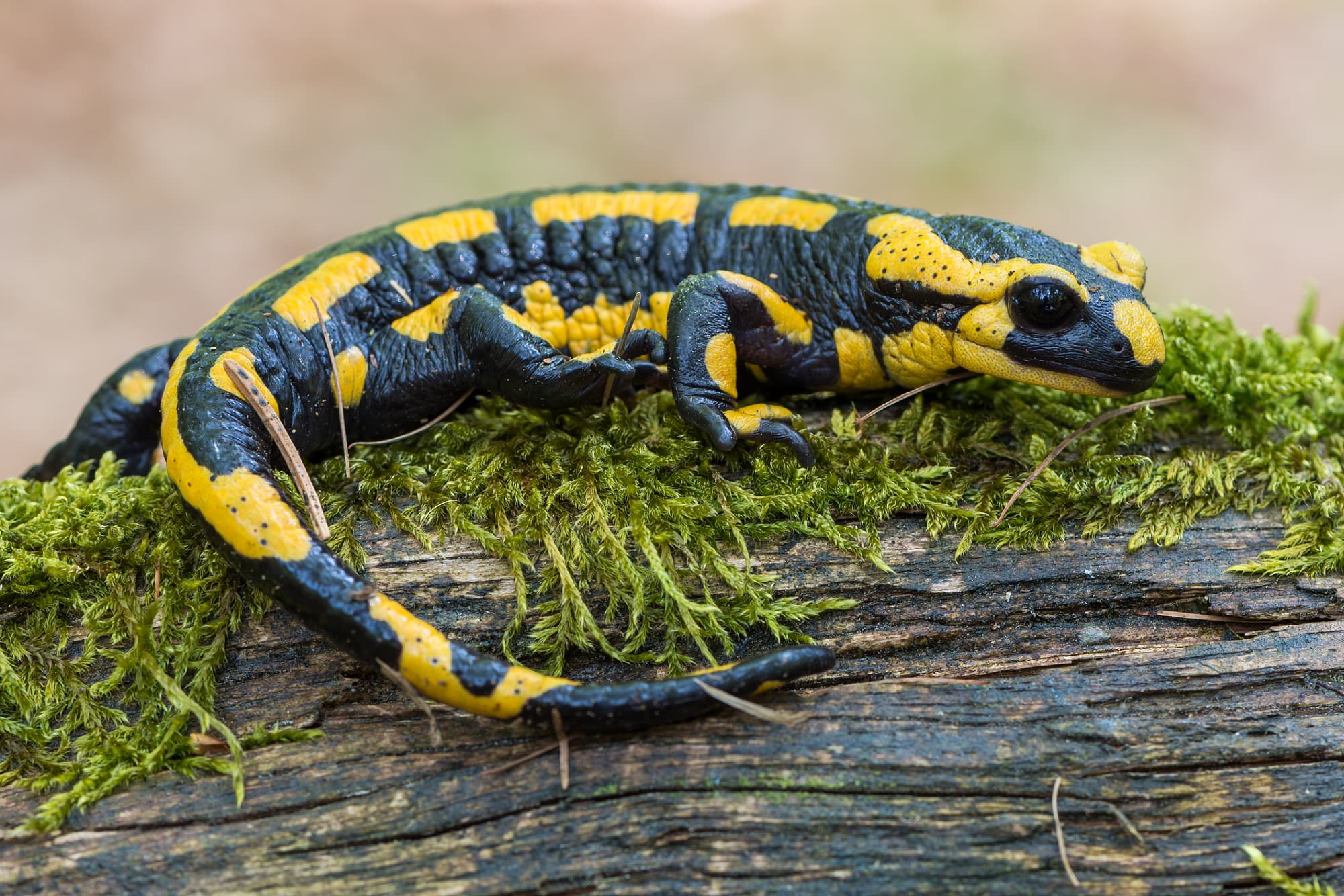 Feuersalamander – bedrohter Giftmischer Feuersalamander – bedrohter Giftmischer