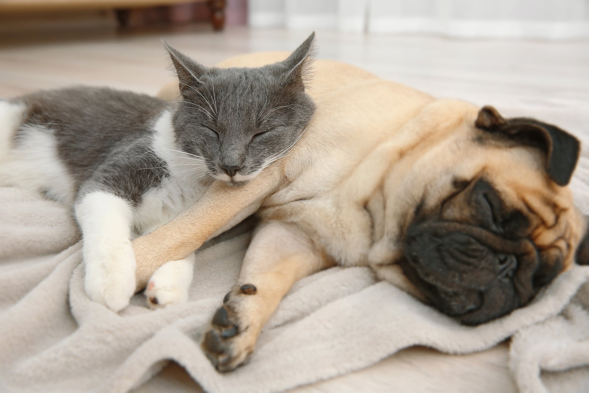 Eine Katze benutzt einen schlafenden Hund als Kissen Eine Katze benutzt einen schlafenden Hund als Kissen