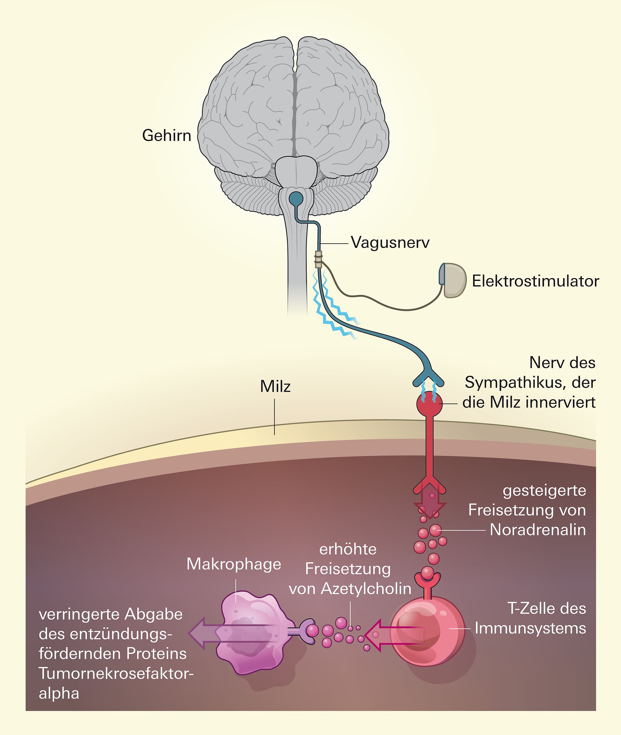 Ein Schock für das Immunsystem Ein Schock für das Immunsystem