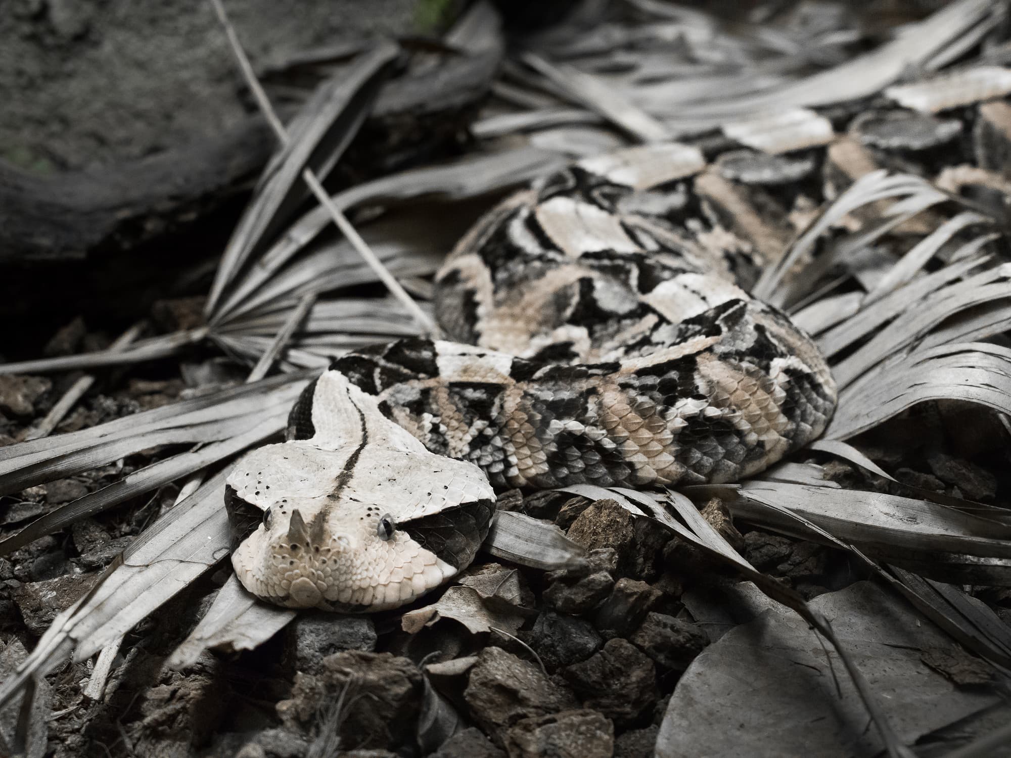 Gut getarnte Gabunviper liegt auf dem Waldboden Gut getarnte Gabunviper liegt auf dem Waldboden