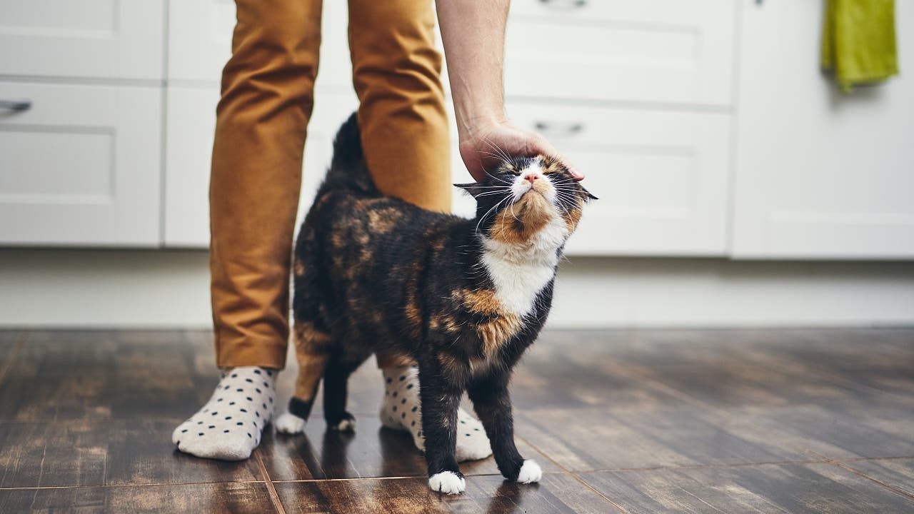 Therapieroboter: Auch Roboterkatzen haben eine entspannende Wirkung