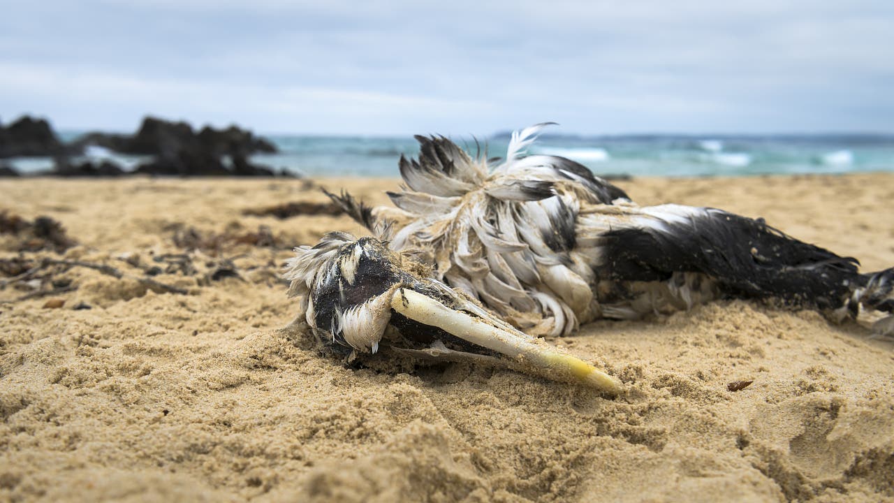 Artensterben: Als der Ozean zum Massengrab wurde