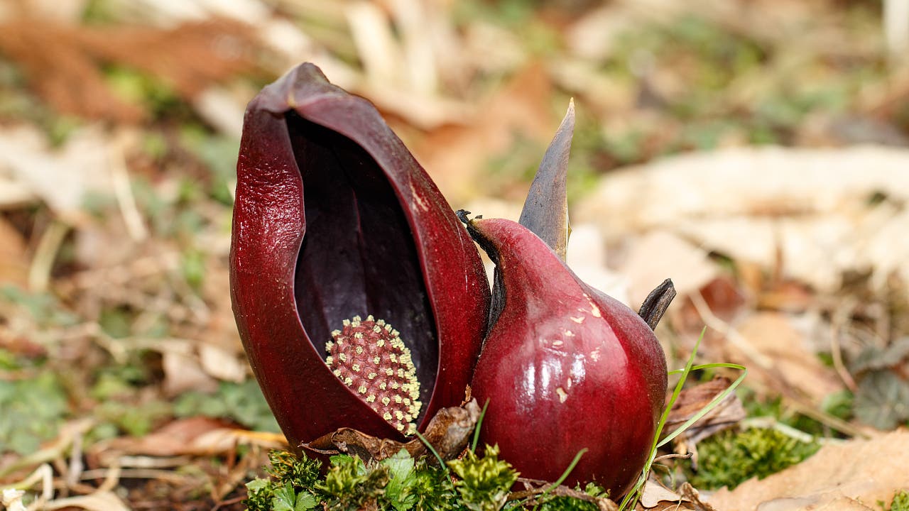 Aas-Aroma: Stinkende Pflanzen erzeugen üblen Geruch mit speziellem Enzym