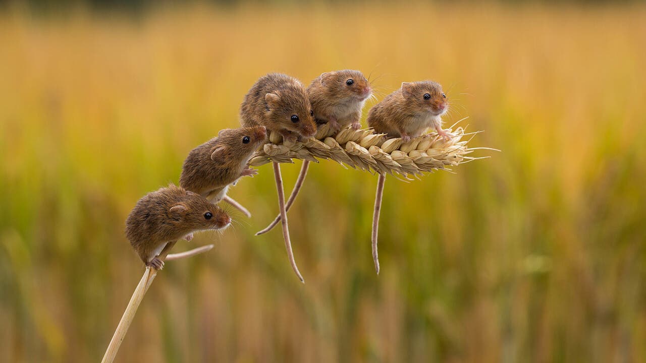 Anpassungsfähigkeit: Pflanzen und Tiere verlieren an genetischer Vielfalt