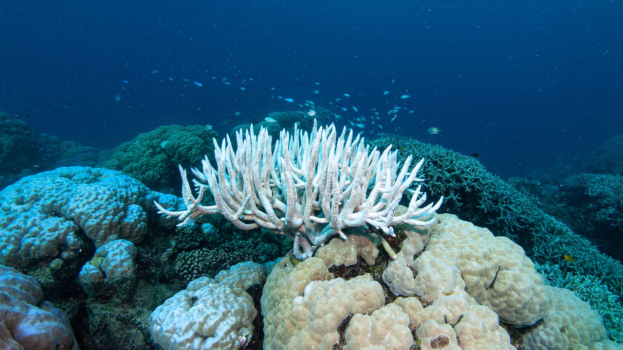 Klimawandel: Marine Hitzewelle sorgt für großes Fischsterben