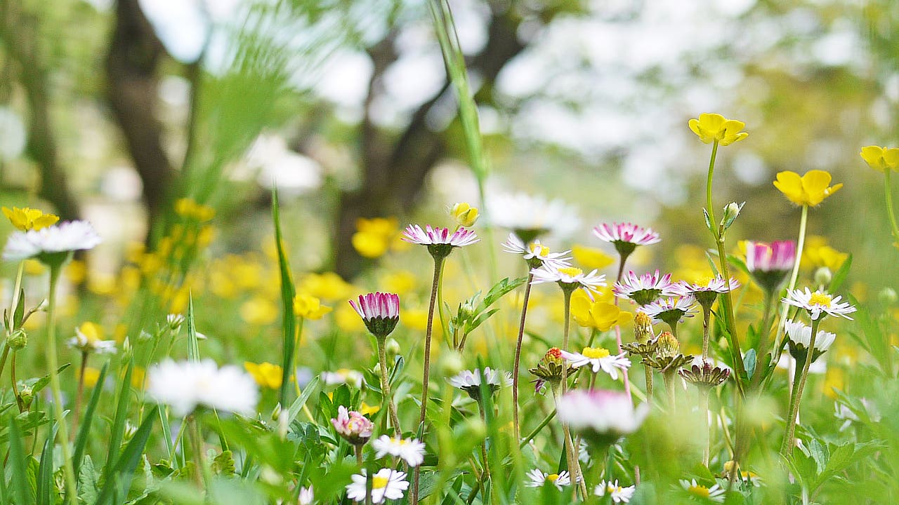 Aktion »Mähfreier Mai«: Den Rasenmäher einen Monat lang im Frühling ungenutzt stehen lassen&nbsp;– das fordern Naturschutzverbände