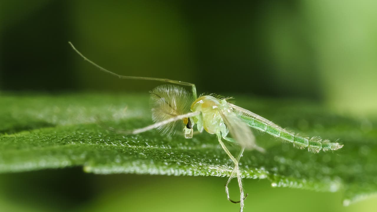 Star-Bugs – die Kleine-Tiere-Kolumne: Licht aus für die Vielfalt