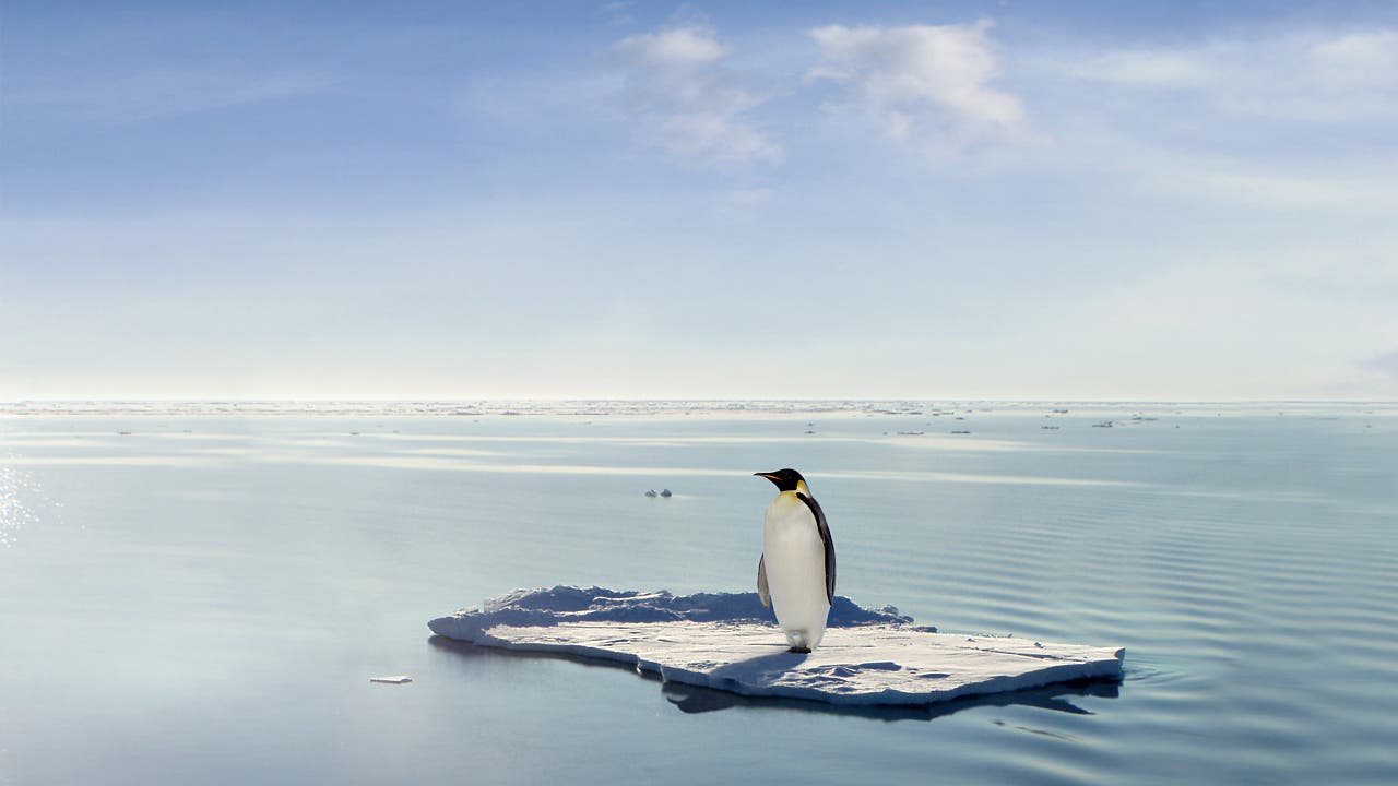 Erderwärmung: Kaiserpinguin in Not – Bestand schrumpft durch Klimawandel
