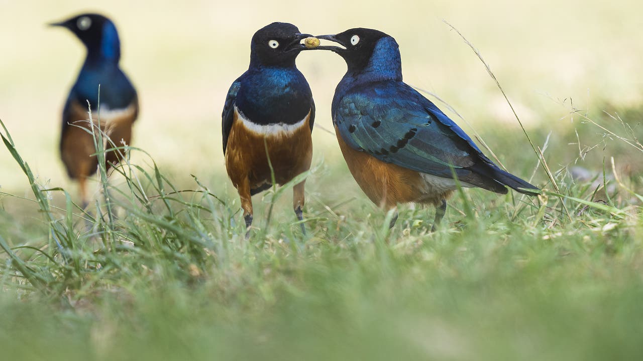Ornithologie: Auch Vögel pflegen eine Art Freundschaft