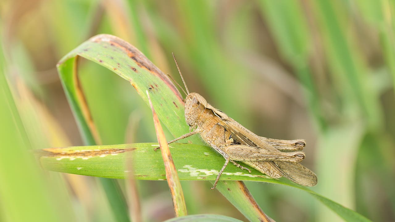 Insekten: Warzenbeißer & Co – was man über Heuschrecken wissen sollte