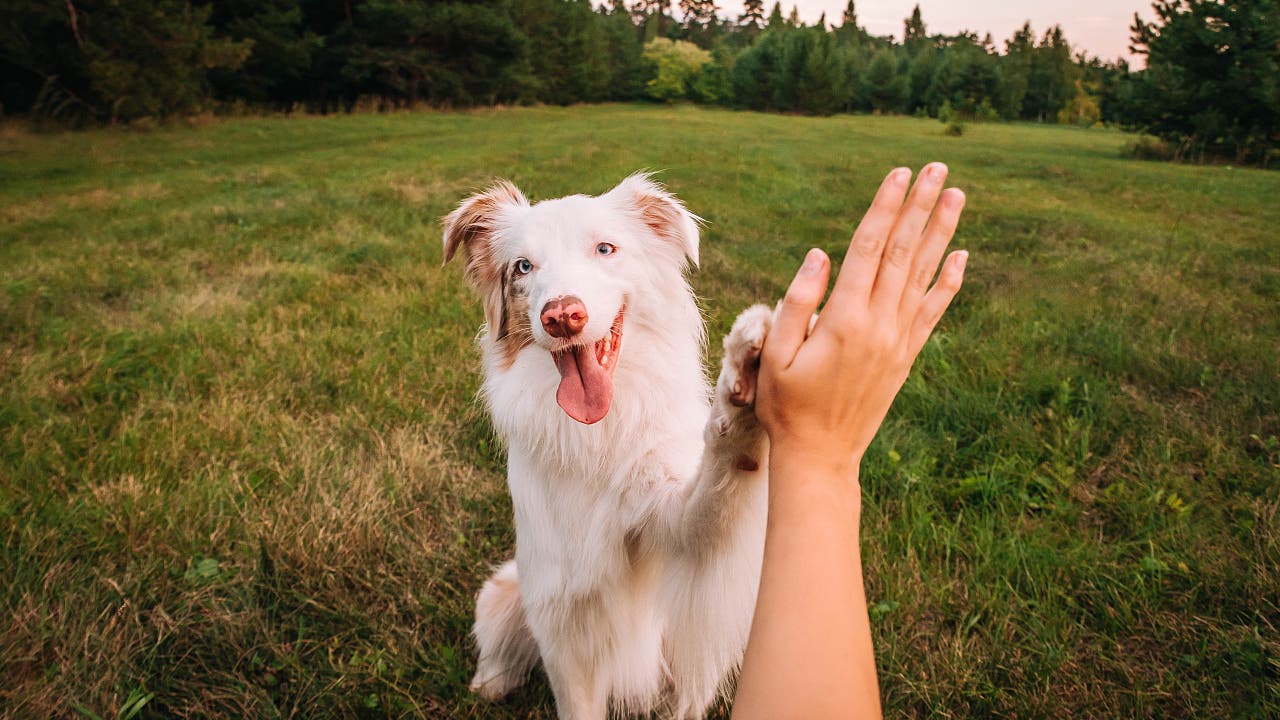 Händigkeit: Sind Hunde links- oder rechtspfötig?