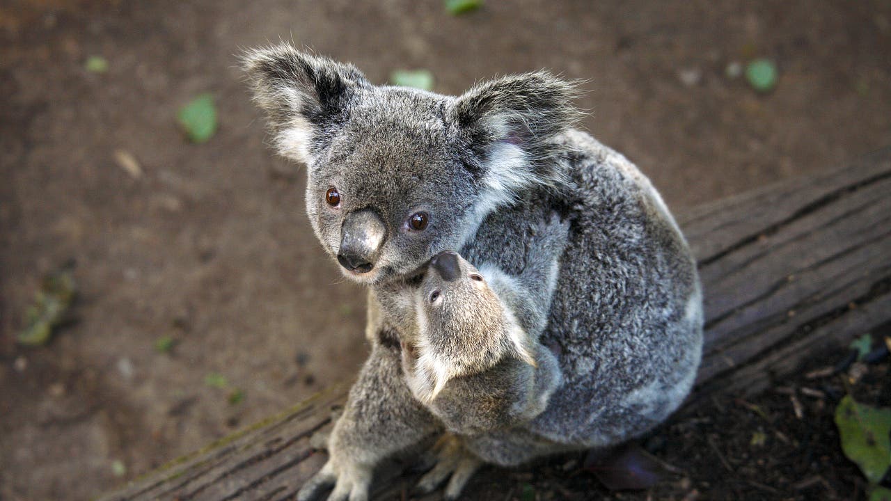Buschbrände: Nach Buschbränden wurden Hunderte Koalas aus der Luft abgeschossen