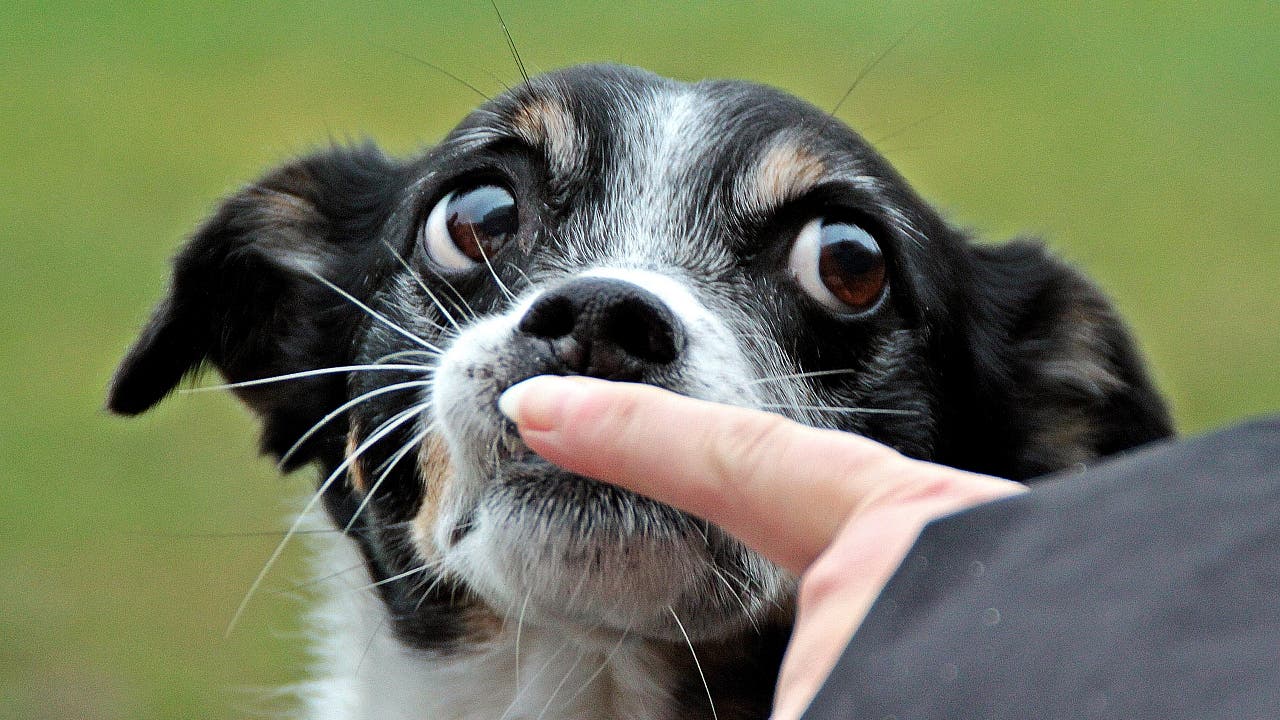 Krebs verstehen: Hunde als Krebsschnüffler