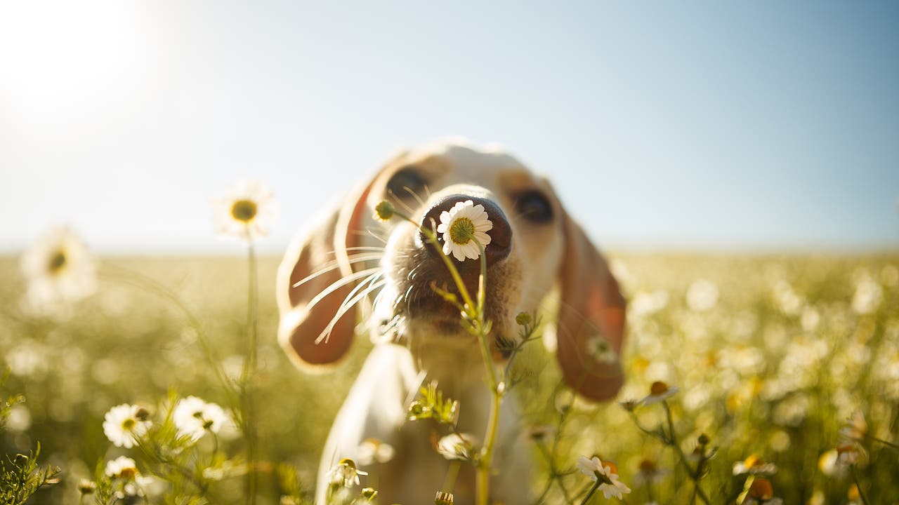 Hunde: Die Welt mit der Nase sehen