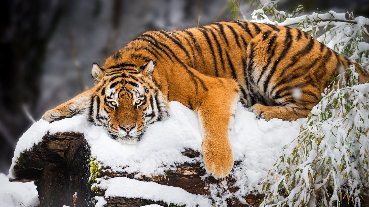 Auswilderung: Die Tiger kehren zurück nach Kasachstan