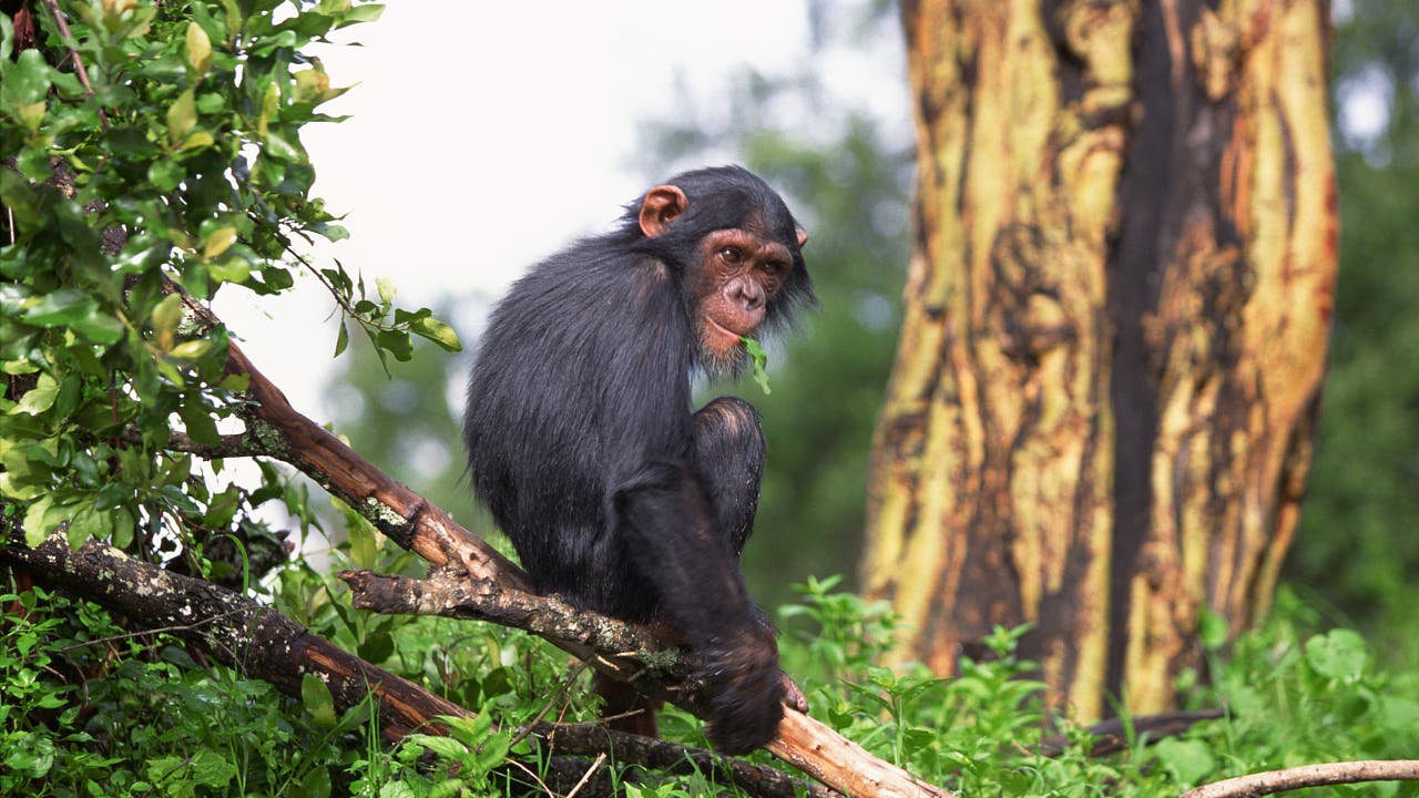 Tierisches Verhalten: Sehen die Primaten andere Artgenossen urinieren, müssen sie augenblicklich auch pinkeln