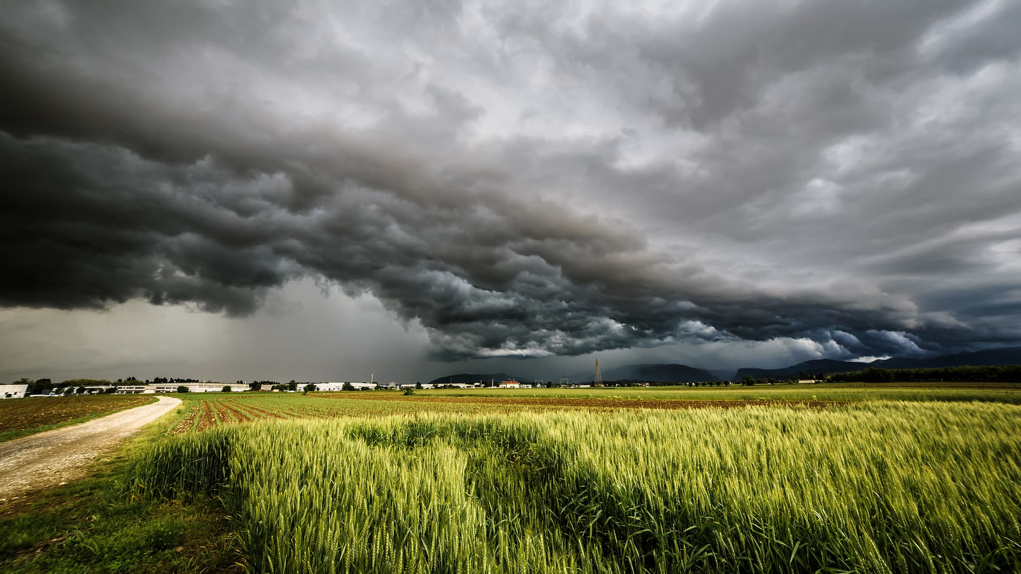 Gewitter tobt über einem Getreideacker Gewitter tobt über einem Getreideacker