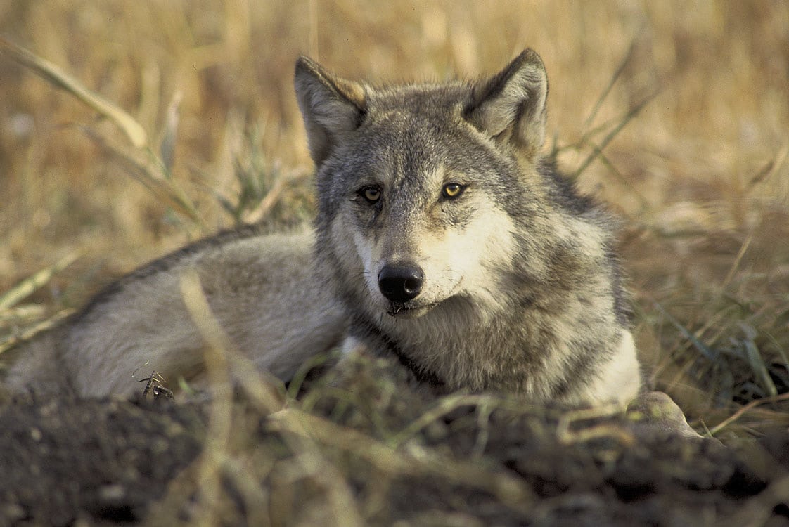 Grauwolf Grauwolf