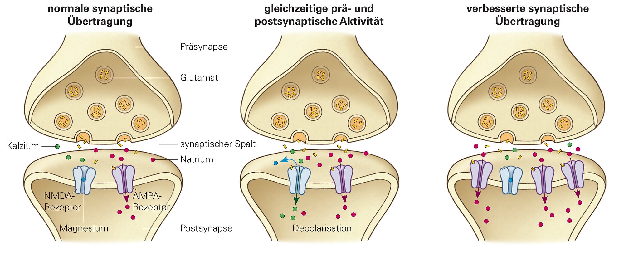 Langzeitpotenzierung Langzeitpotenzierung