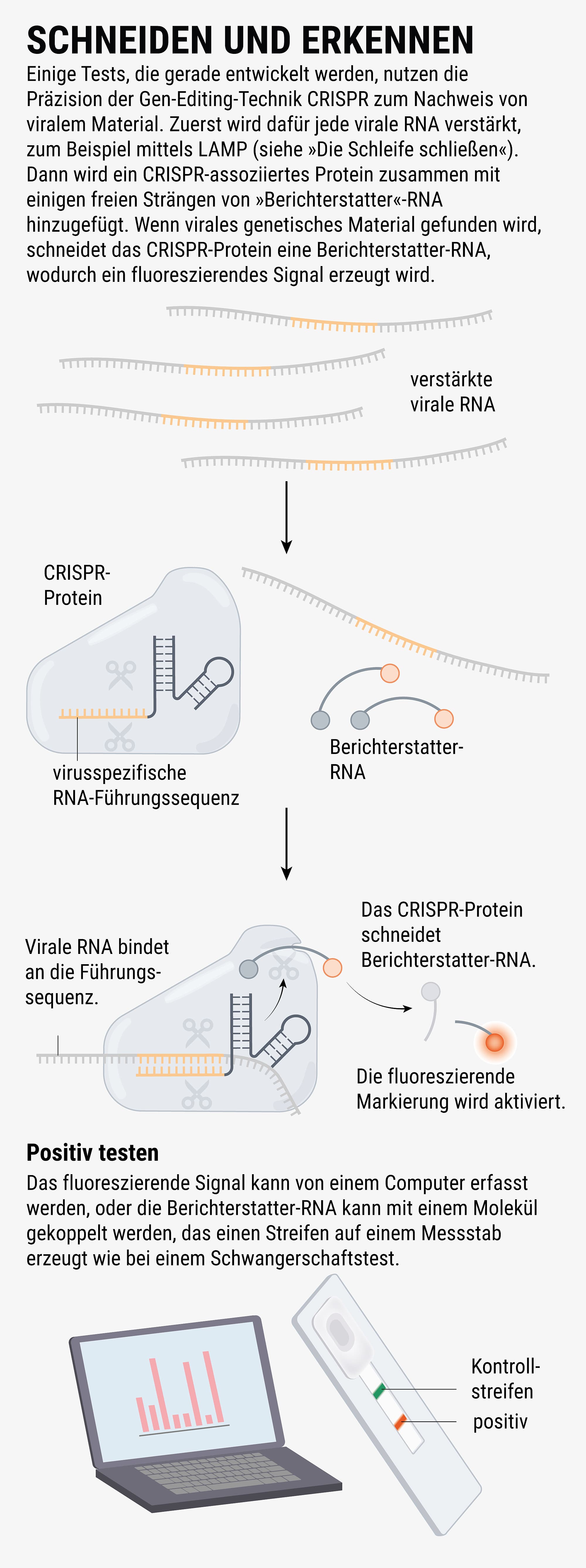 Einige Tests, die gerade entwickelt werden, nutzen die Präzision des Gen-Editing Technik CRISPR zum Nachweis von viralem Material. Einige Tests, die gerade entwickelt werden, nutzen die Präzision des Gen-Editing Technik CRISPR zum Nachweis von viralem Material.