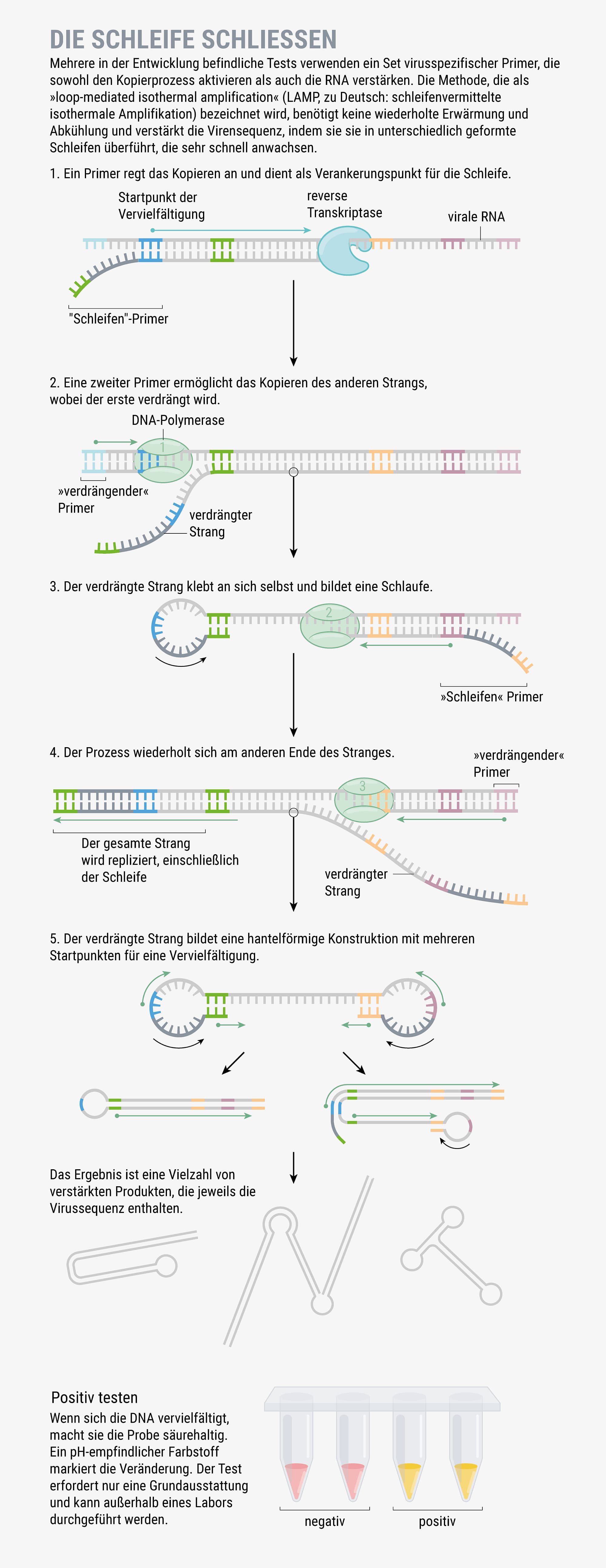 Mehrere in der Entwicklung befindliche Tests verwenden ein Set virusspezifischer Primer, die sowohl den Kopierprozess aktivieren als auch die RNA verstärken. Mehrere in der Entwicklung befindliche Tests verwenden ein Set virusspezifischer Primer, die sowohl den Kopierprozess aktivieren als auch die RNA verstärken.