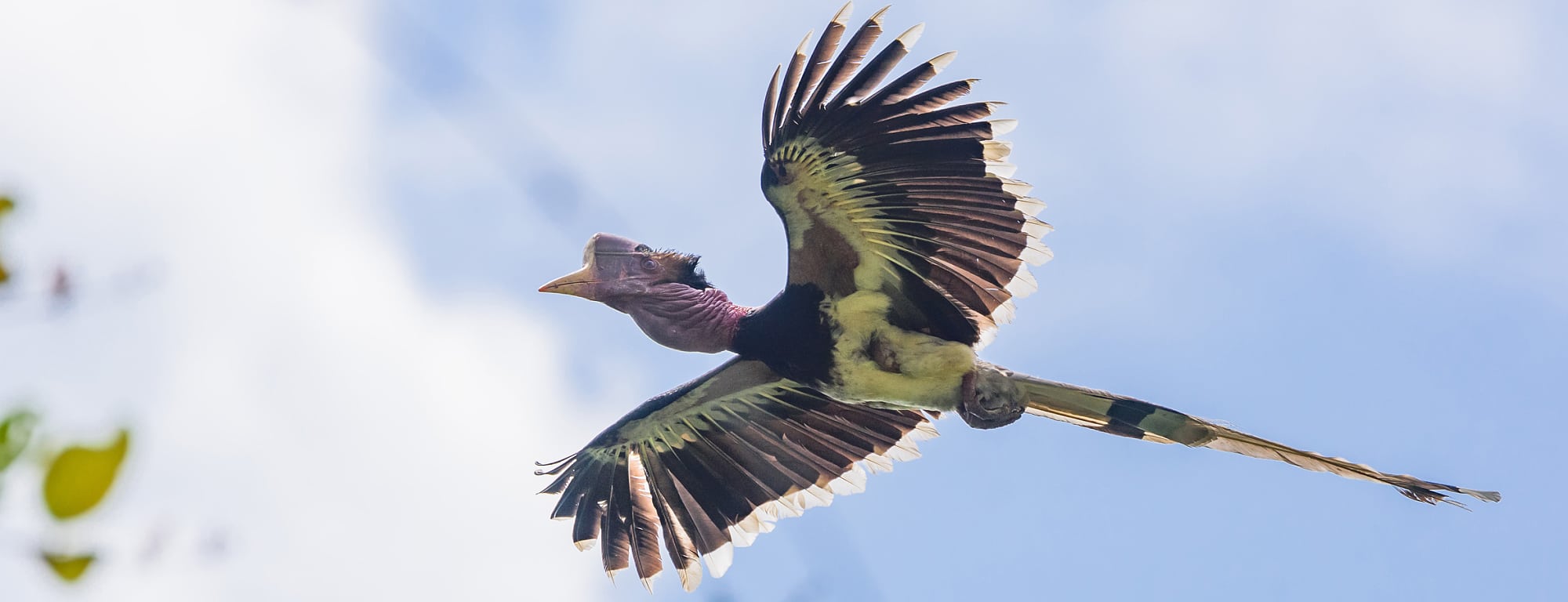 Schildhornvogel Schildhornvogel