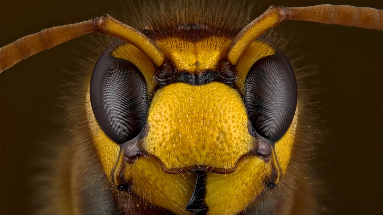 Giftigste Spinne Der Welt Top 10 : Rekorde Bei Den Spinnen ...