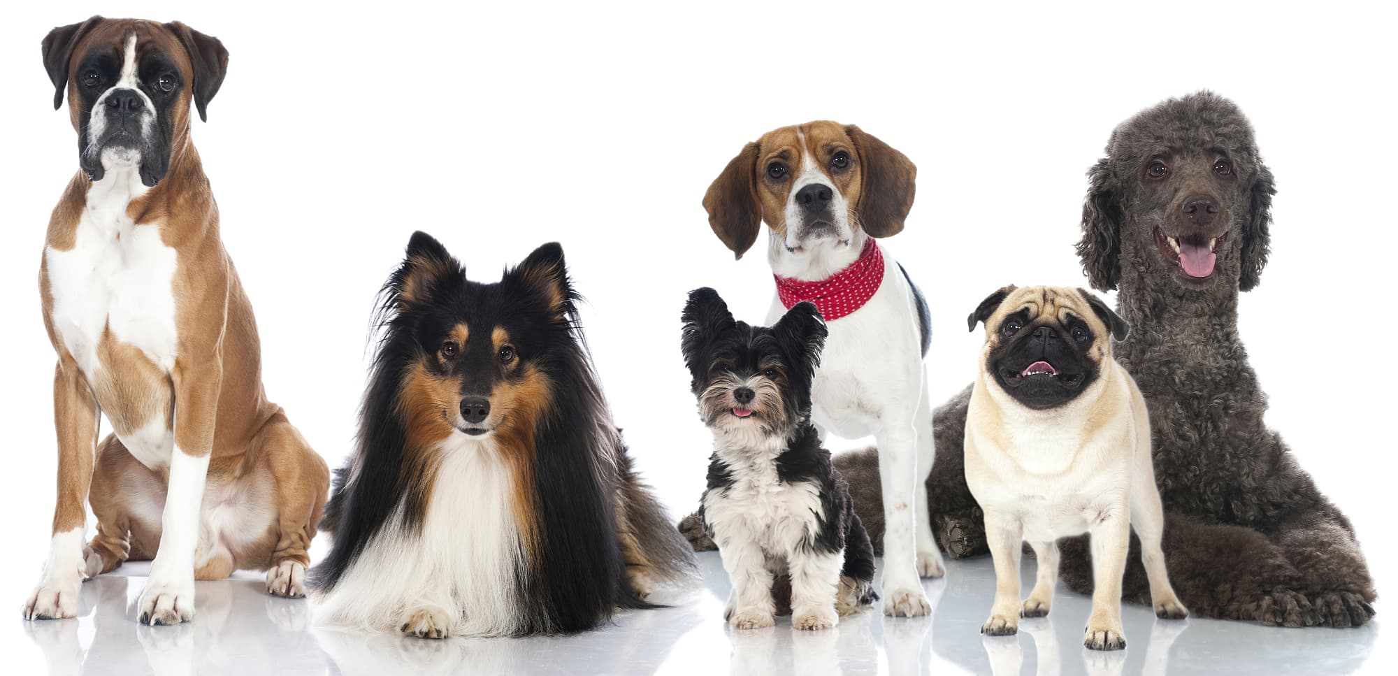 9 Haushund – Begleiter seit Jahrtausenden 9 Haushund – Begleiter seit Jahrtausenden