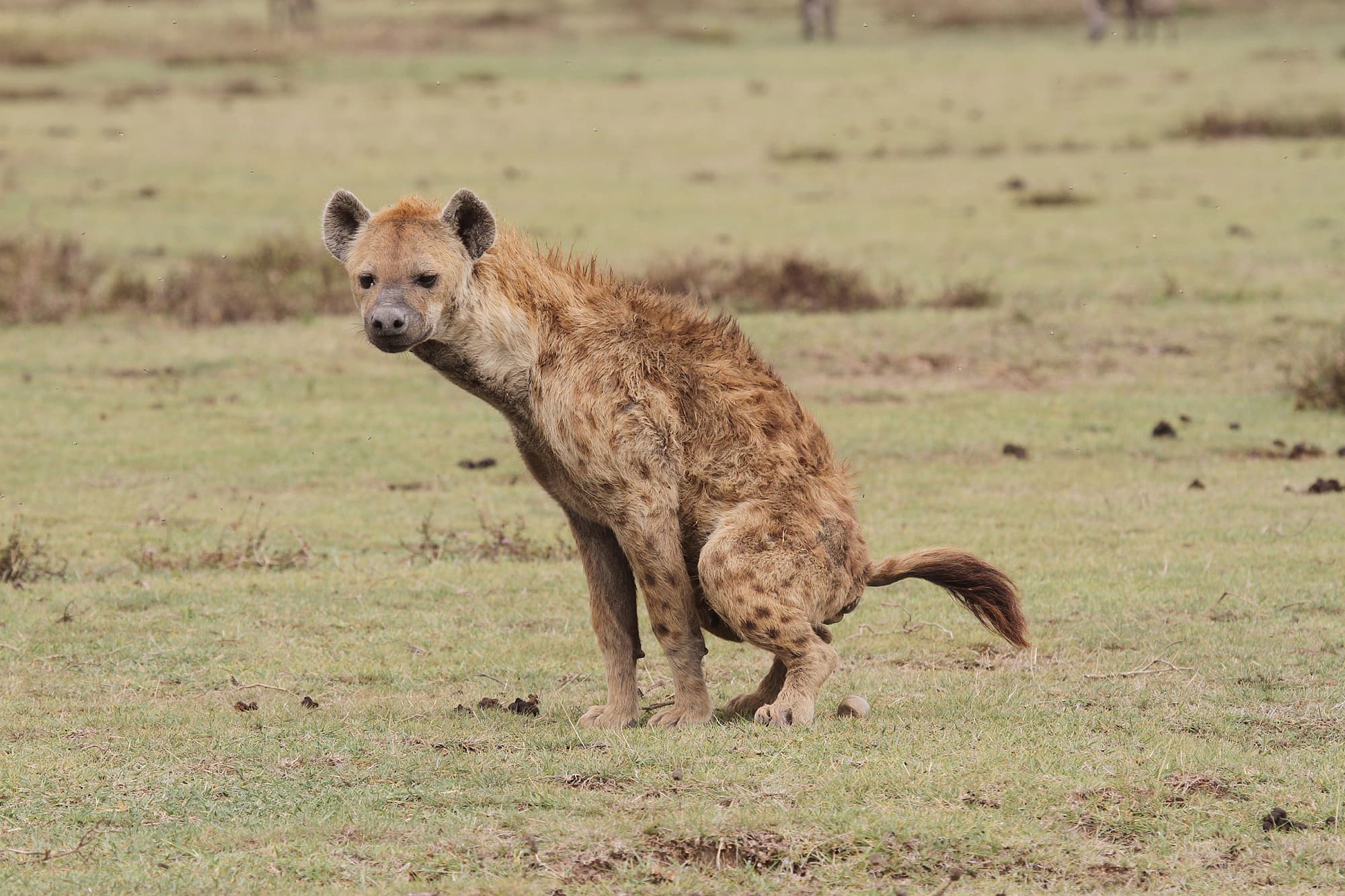 Hyanen Im Ngorongoro Krater Wie Die Tiere Ihre Hierarchie Ausloten Spektrum Der Wissenschaft