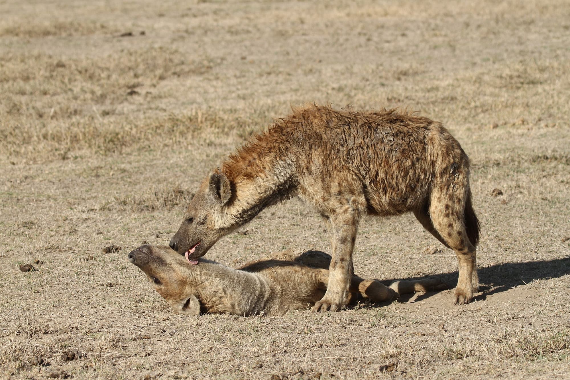 Hyanen Im Ngorongoro Krater Wie Die Tiere Ihre Hierarchie Ausloten Spektrum Der Wissenschaft