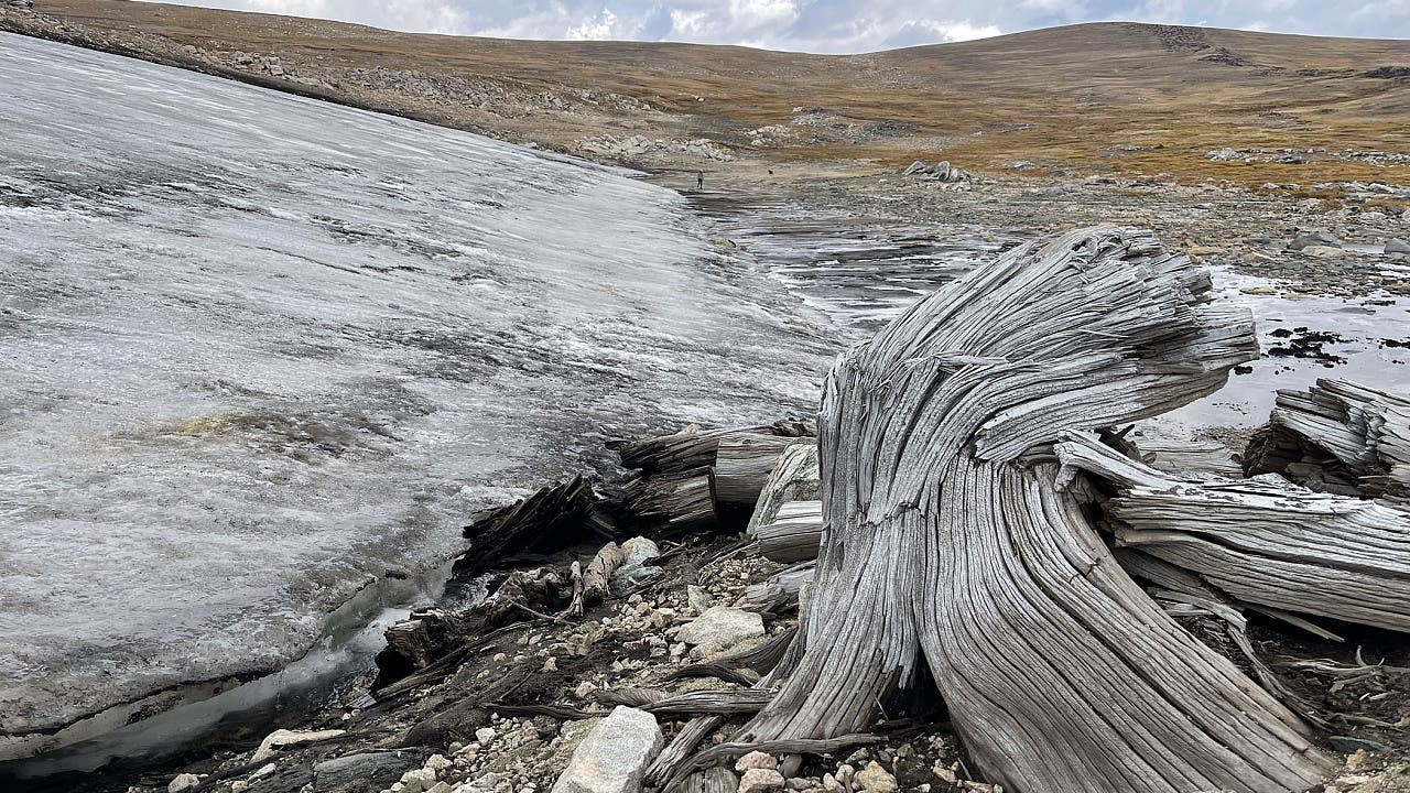 Fund in den USA: Jahrtausendealte Kiefern schmelzen aus dem Eis der Rocky Mountains