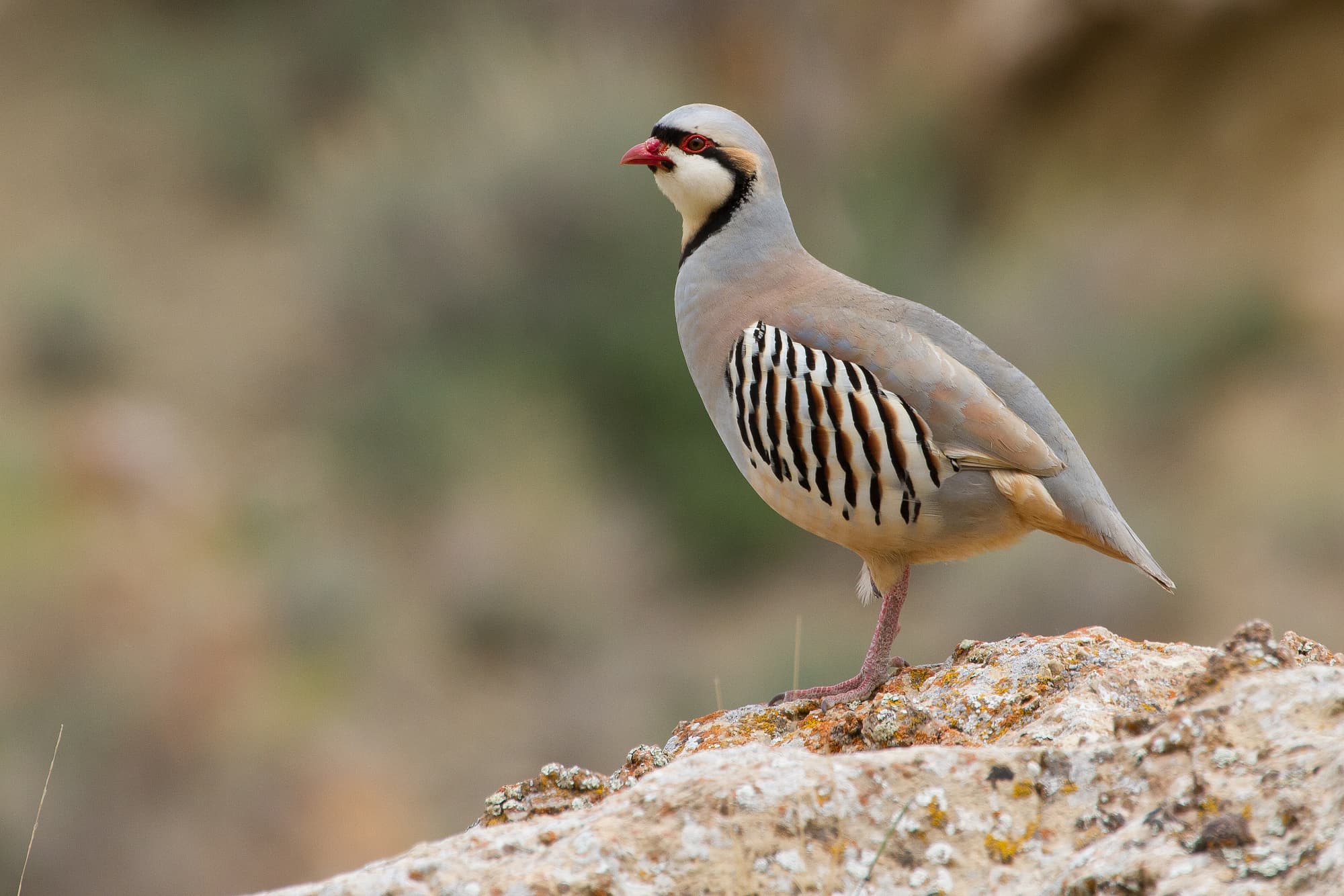 Ein Chukarhuhn Ein Chukarhuhn