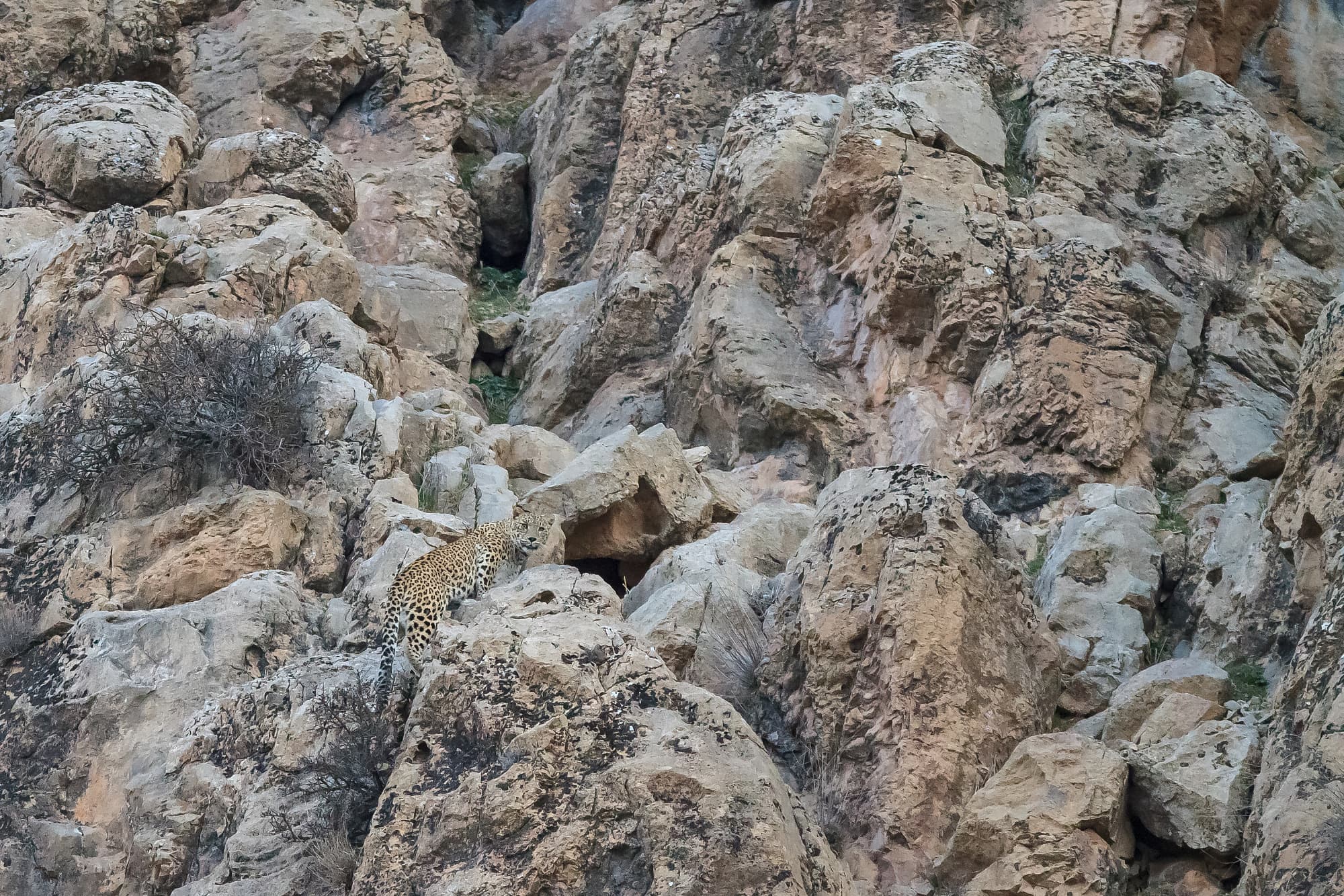 Ein junger männlicher Persischer Leopard Ein junger männlicher Persischer Leopard