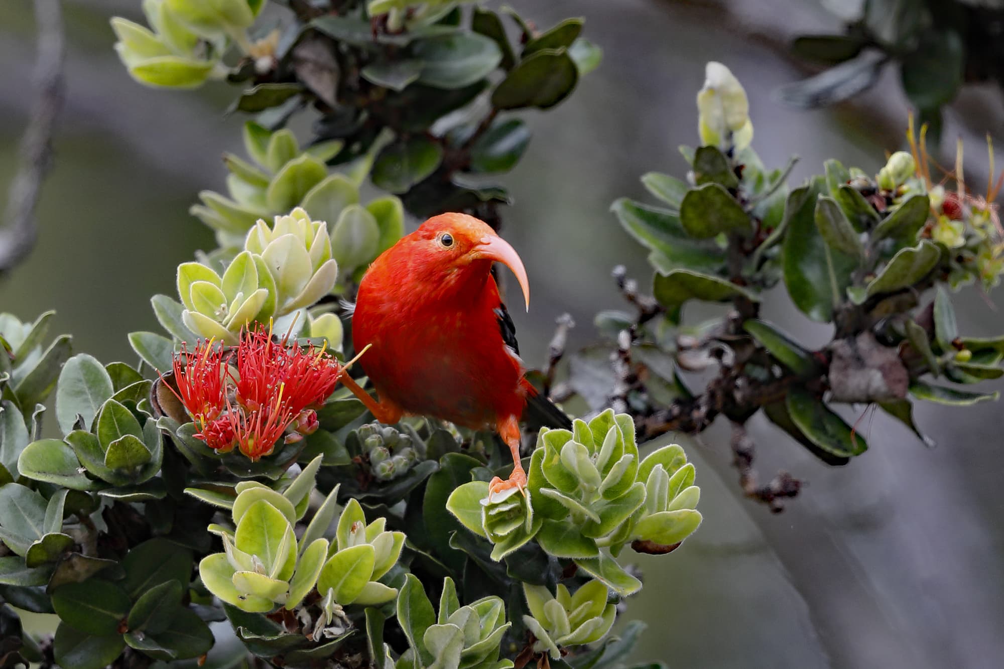 Der I'iwi ist eine seltene Kleidervogelart Der I'iwi ist eine seltene Kleidervogelart