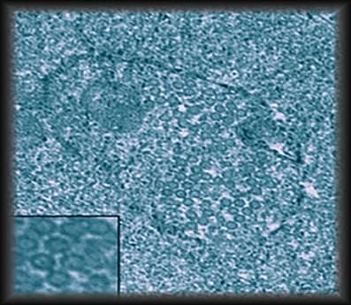 Viele Viren infizieren Wolbachia Viele Viren infizieren Wolbachia