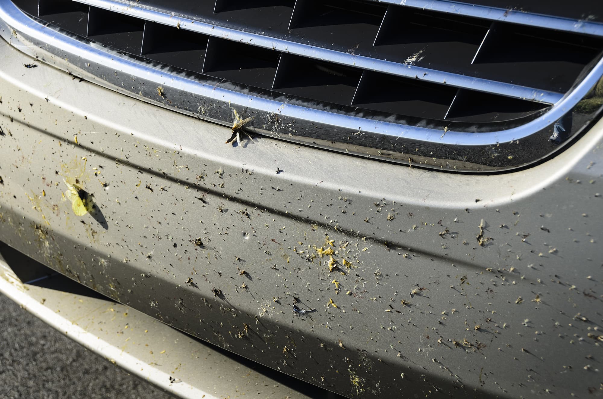 Tote Insekten am Kühlergrill Tote Insekten am Kühlergrill