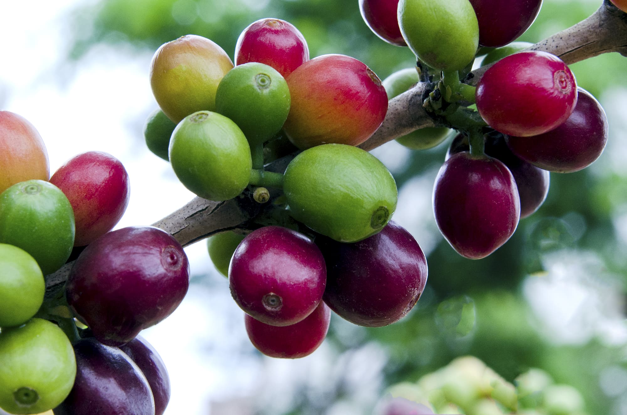 Gibt es natürlichen koffeinfreien Kaffee? Gibt es natürlichen koffeinfreien Kaffee?