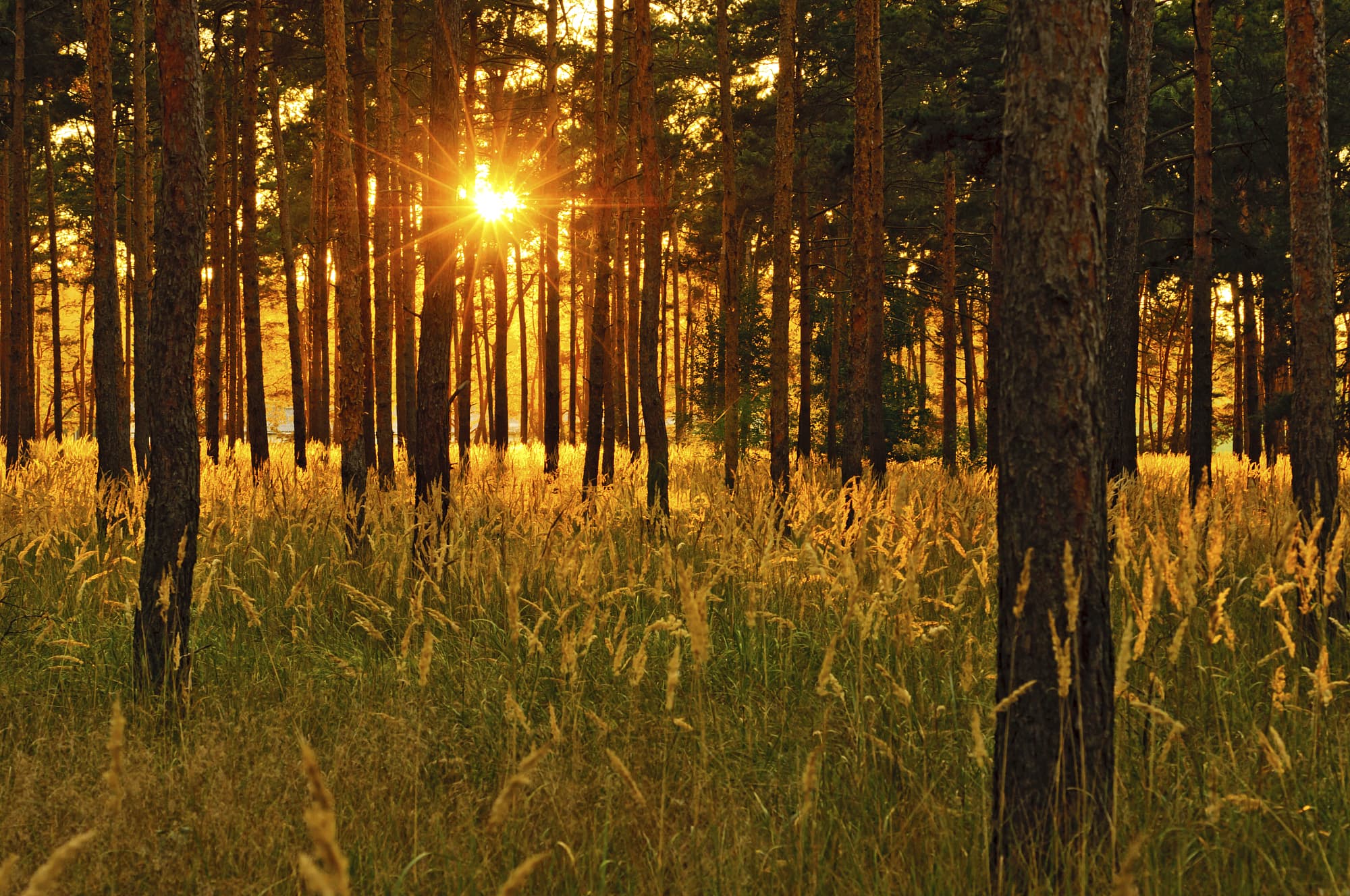 Kiefernwald im Abendlicht Kiefernwald im Abendlicht