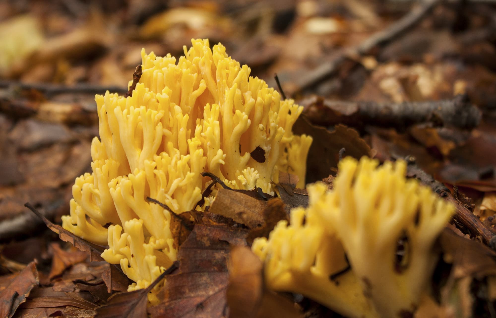 9 Korallenpilz – Exot am Waldboden? 9 Korallenpilz – Exot am Waldboden?