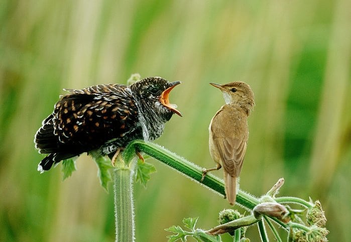 Junger Kuckuck mit Teichrohrsänger Junger Kuckuck mit Teichrohrsänger