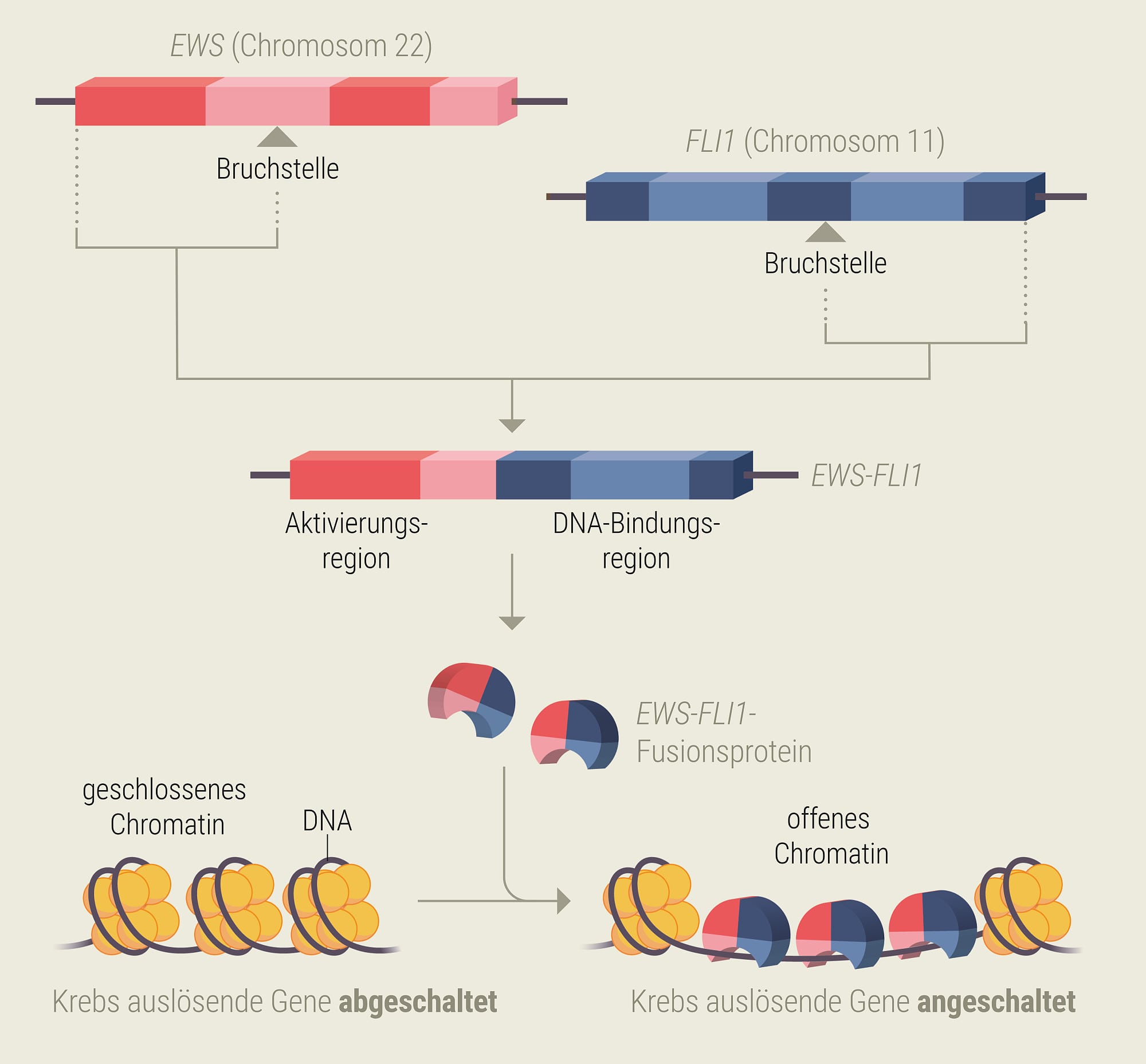 Schematische Darstellung zellulärer Prozesse beim Ewing-Sarkom Schematische Darstellung zellulärer Prozesse beim Ewing-Sarkom