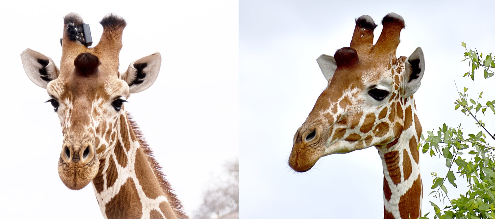 Die Giraffe Lembeki mit einem Sender, der an ihrern Hörnern festgeschraubt ist Die Giraffe Lembeki mit einem Sender, der an ihrern Hörnern festgeschraubt ist