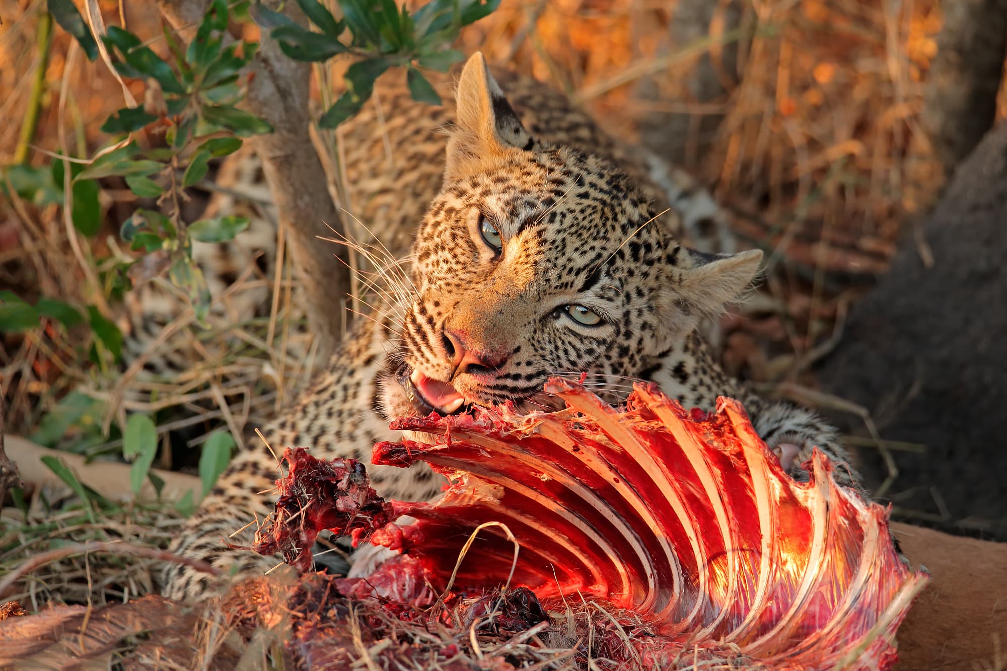 Leopard mit Beute Leopard mit Beute