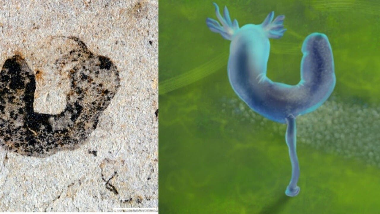 Bizarre Fossilien: Neue Fossilien aus China zeigen, dass komplexe Tiere möglicherweise schon vor der kambrischen Explosion existierten.