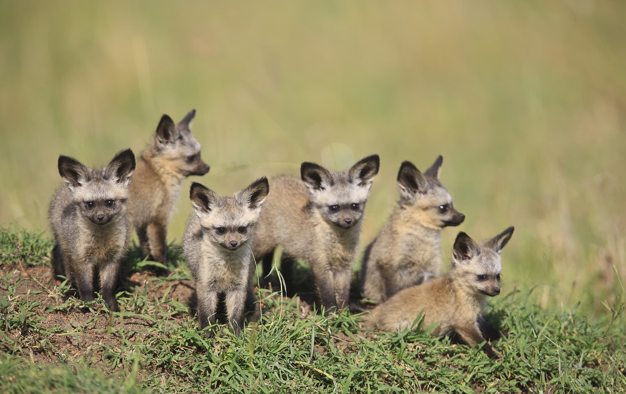 6 Löffelhund – Nahrungsspezialist in Afrika 6 Löffelhund – Nahrungsspezialist in Afrika