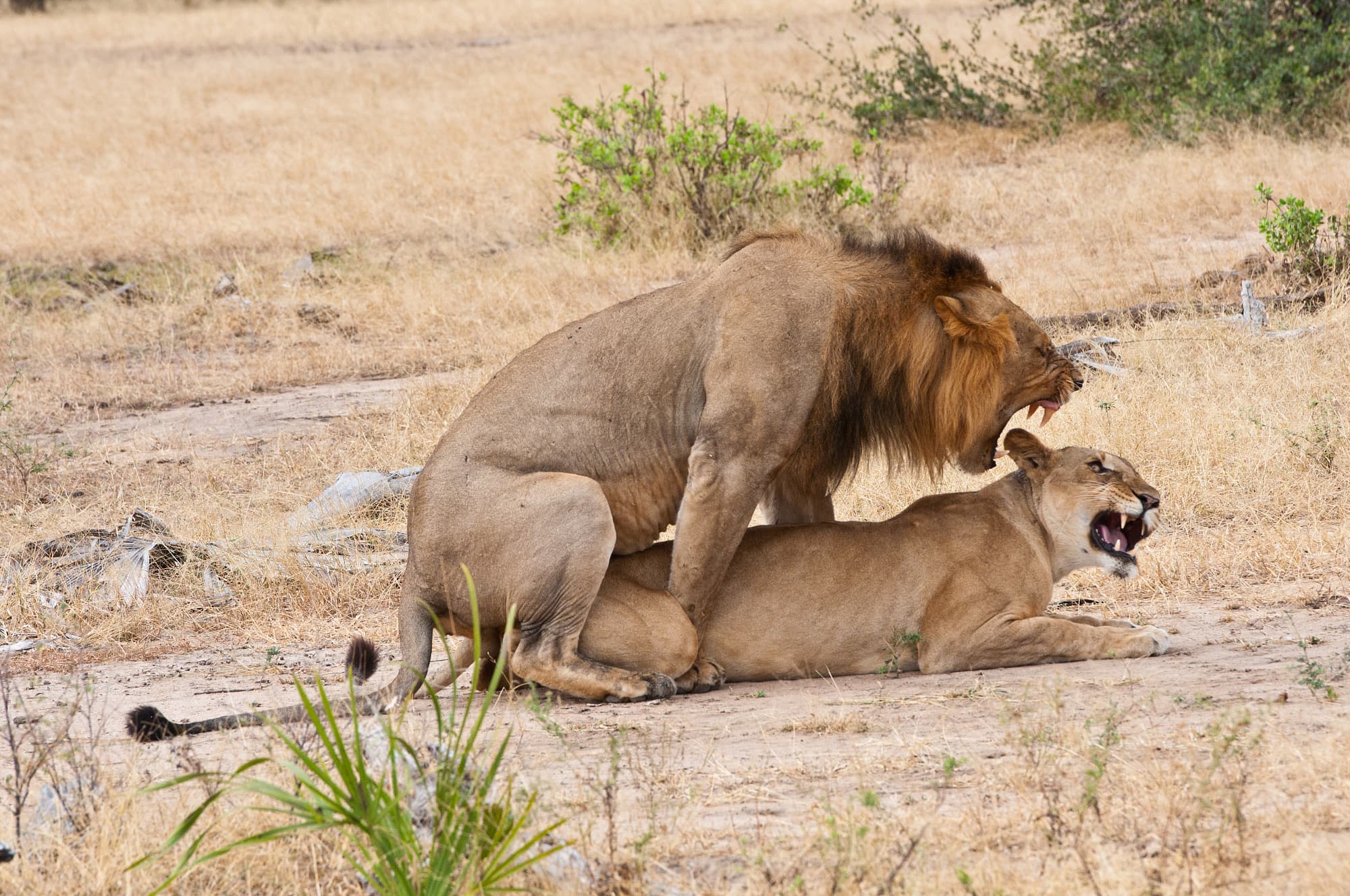 Löwen bei der Paarung Löwen bei der Paarung