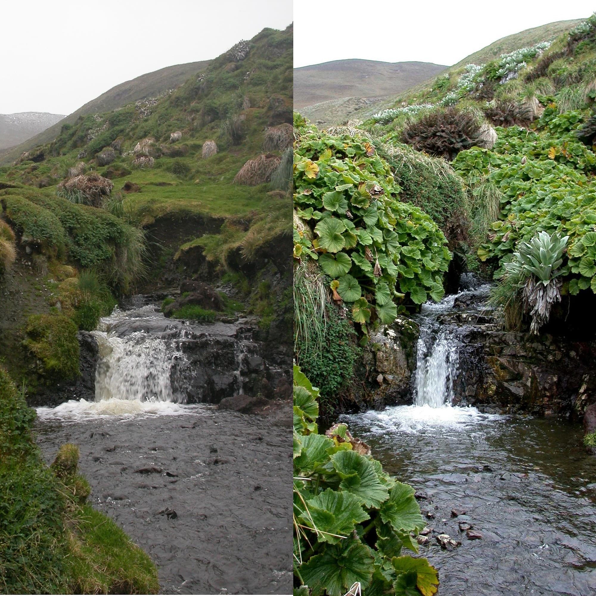 British Ecological Society British Ecological Society
