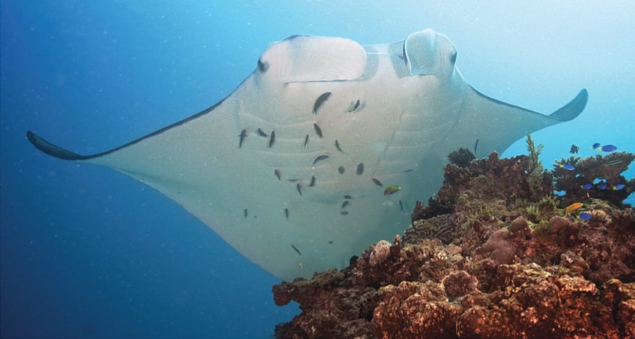 Mantarochen an der Putzerstation Mantarochen an der Putzerstation